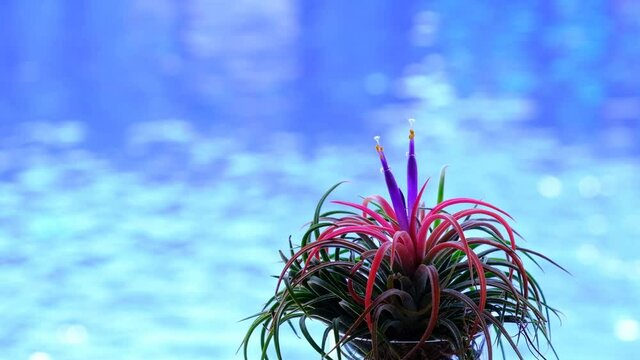 Beautiful Tillandsia ionantha mounted air plant with bokeh from blue water background.
