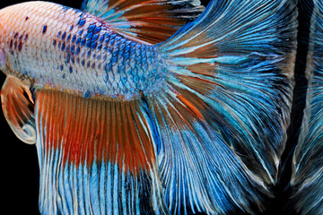 patterns and colorful on fish tail surface bite. Fighting fish, Betta splendens, Halfmoon Betta.