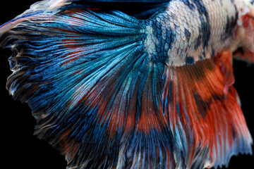 patterns and colorful on fish tail surface bite. Fighting fish, Betta splendens, Halfmoon Betta.