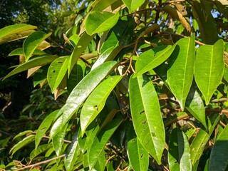 durian leaf (Durio zibethinus) in the morning