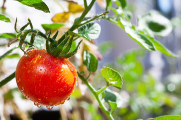 Ripe red tomatoes are on the green foliage background, hanging on the vine of a tomato tree in the garden.