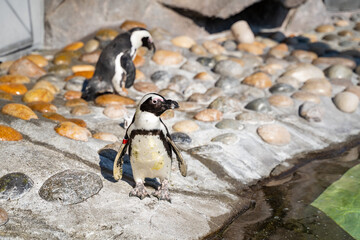Naklejka premium Penguins in Six Flags Discovery Kingdom, Vallejo 