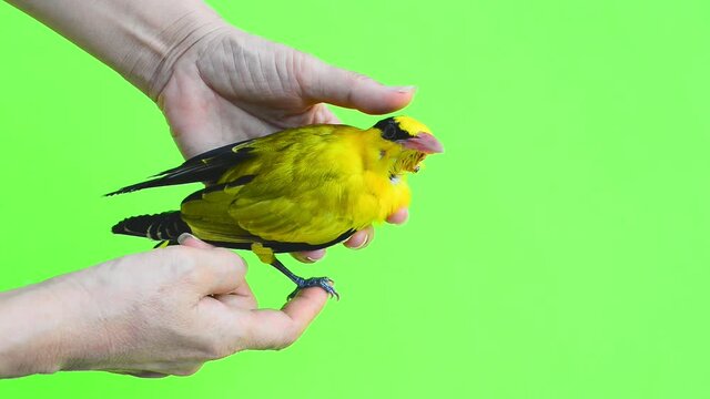 Injured bird in veterinarian hands.
Black naped oriole bird weak and need help was  brought to pet clinic for diagnosis and cure,hd video on green background.