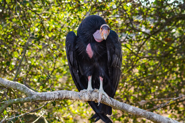 California condor sitting in a tree and looking directly at the camera, zoo in Oakland