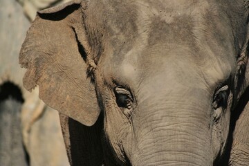 close up of an elephant in Australia