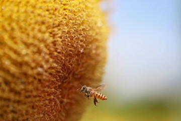Bee approaching to a sun flower