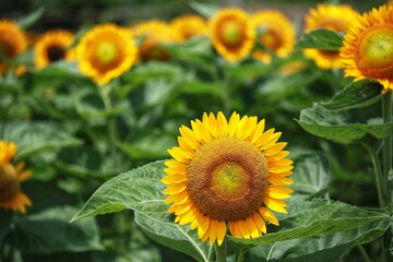 Fototapeta premium sunflowers in the field