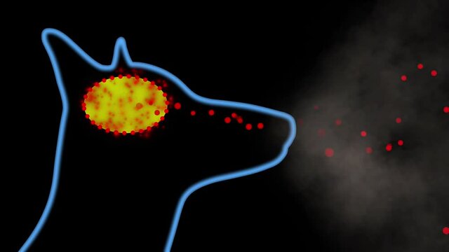 Dog inhaling molecules through nose . Scent molecules entering nasal passage of canine. Odor Particles flowing into  brain.  3d animation rendering