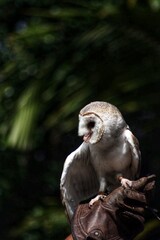 Owl close up in Australia Zoo