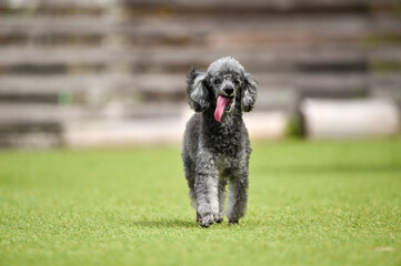 ドッグランで遊ぶトイプードル