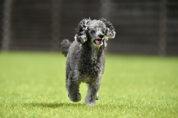 ドッグランで遊ぶトイプードル