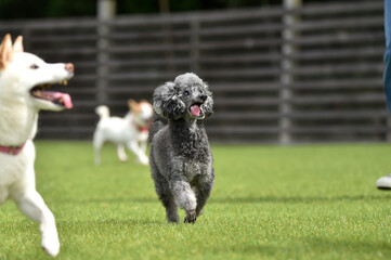 ドッグランで遊ぶトイプードル