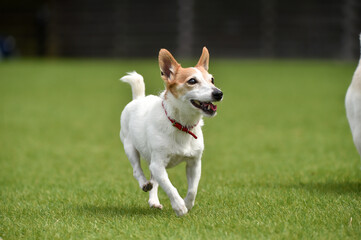ドッグランで遊ぶジャックラッセルテリア