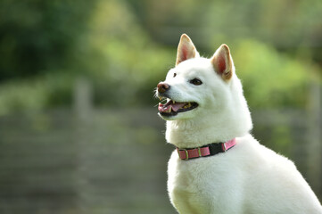 ドッグランでおすましする柴犬