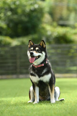 ドッグランでおすましする柴犬