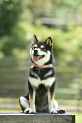 ドッグランでおすましする柴犬