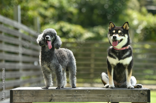 ドッグランでおすましする柴犬とトイプードル Wall Mural 白石 エスモ ドッグランでおすましする柴犬とトイプードル Wall Mural 白石 エスモ