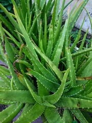 Obraz premium aloe vera plant