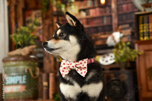 レトロ背景でおすましする柴犬 Wall Mural Wallpaper Murals 白石 エスモ レトロ背景でおすましする柴犬 Wall Mural Wallpaper Murals 白石 エスモ