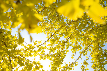 Hojas de ginkgo teñidas de amarillo, ginkgo dorado brillando a través de los árboles
