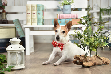 ナチュラル雑貨店でおすましするジャックラッセルテリア