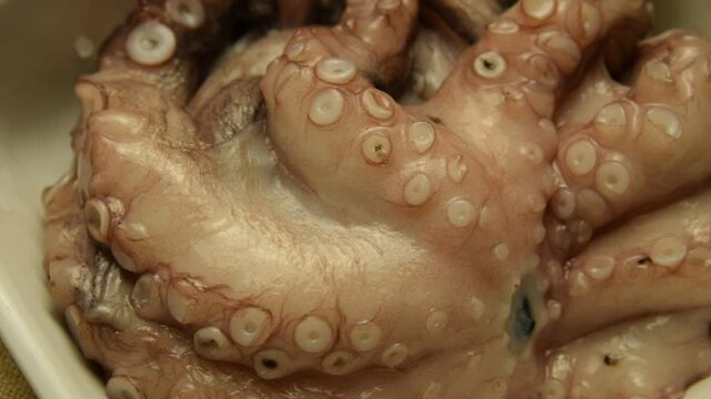 Polpo crudo  ft0209_0066 Octopus vulgaris Gew&ouml;hnlicher Krake Obična hobotnica