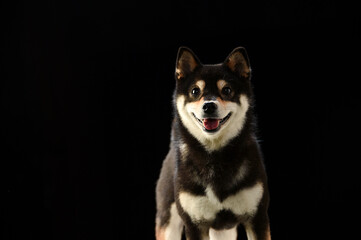 シンプルな柴犬のスタジオポートレート