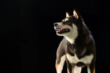 シンプルな柴犬のスタジオポートレート