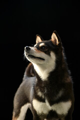 シンプルな柴犬のスタジオポートレート