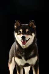 シンプルな柴犬のスタジオポートレート