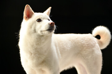 シンプルな柴犬のスタジオポートレート