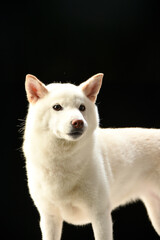 シンプルな柴犬のスタジオポートレート