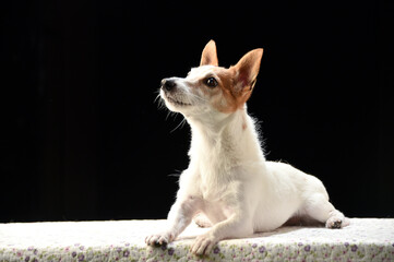 シンプルなジャックラッセルテリアのスタジオポートレート