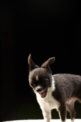 チワワのシンプル背景でのスタジオポートレート