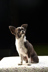 チワワのシンプル背景でのスタジオポートレート