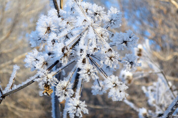 twig frost cover