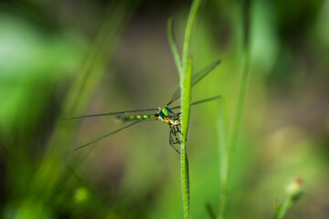 The small spreadwing or small emerald spreadwing (lat. Lestes virens), of the family Lestidae.