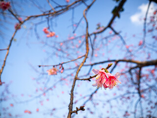 Beautiful Wild Himalayan Cherry, also known as Thai sakura flower, on the trees in the blooming season on a bright blue sky.