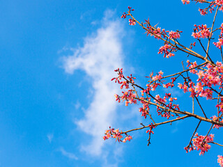 Beautiful Wild Himalayan Cherry, also known as Thai sakura flower, on the trees in the blooming season on a bright blue sky.