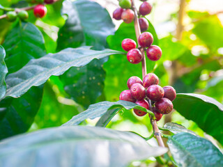 The dark red ripe coffee cherry on the branches of the prolific coffee tree has bright green leaves. Waiting for harvest according to the drying process.