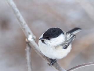 Cute bird the willow tit, song bird sitting on a branch without leaves in the winter.