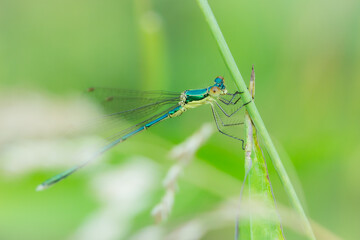 The small spreadwing or small emerald spreadwing (lat. Lestes virens), of the family Lestidae.