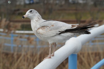 seagull on a fence
