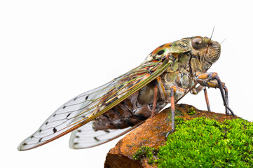 Large brown cicada on the rock isolated on white background.