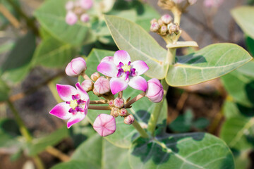 morning sunlight glowing Calotropis gigantea flower in the image.