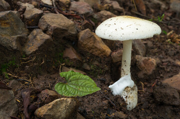 White Mushrooms in the forest, Rainforest scenes, Edible White Mushrooms, Ecotourism activities, Mushroom picking.