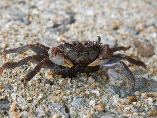 正面から撮影した蟹