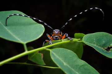 Long horn beetle in tropical forest of Thailand. The Asian white spots long horn beetle (Threnetica lacrymans)