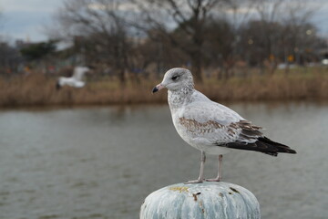 seagull on the beach