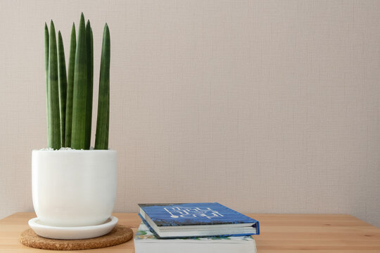 Sansevieria stuckyi with book on the table 